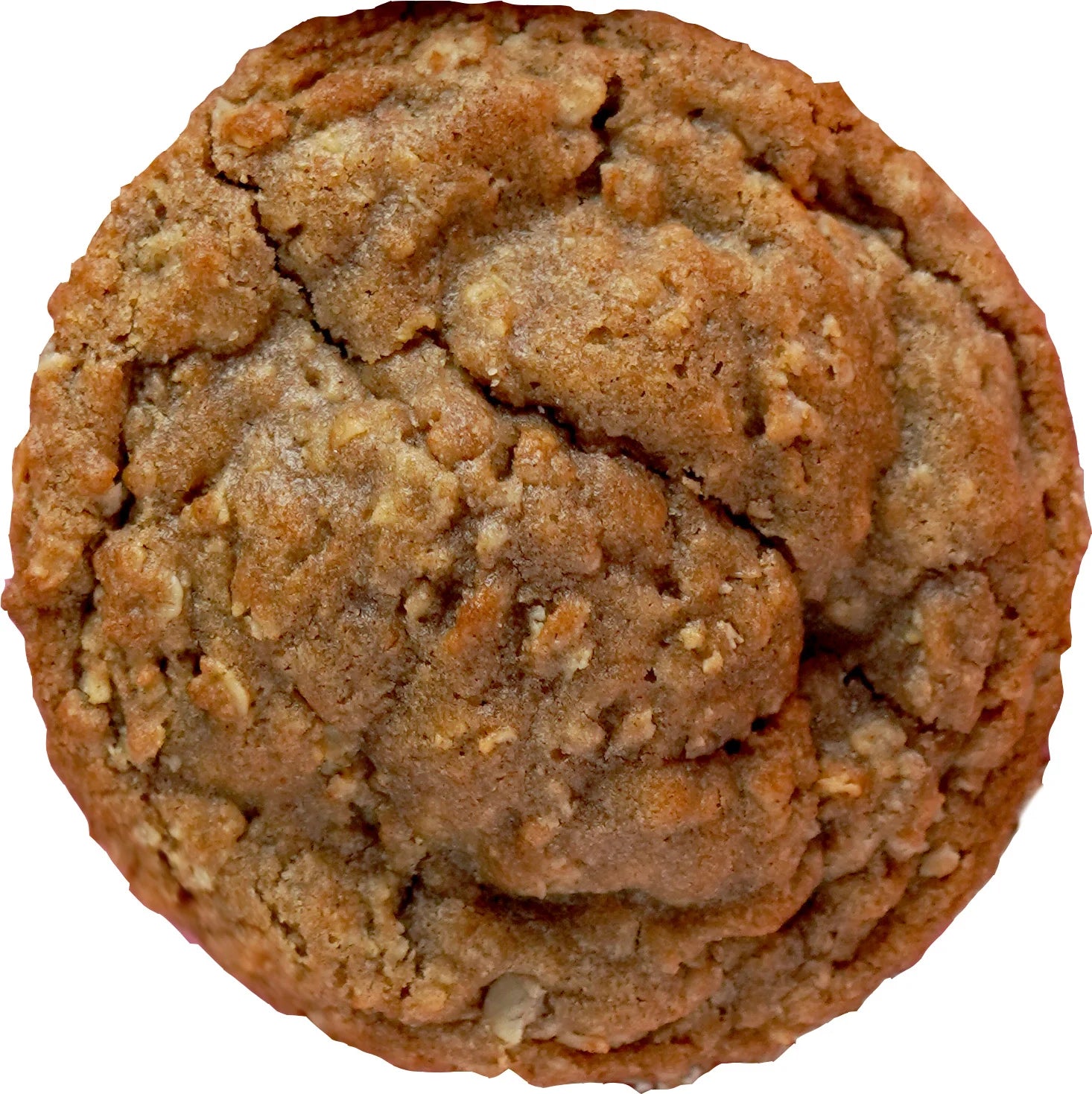 Molly - Oatmeal Scotchie